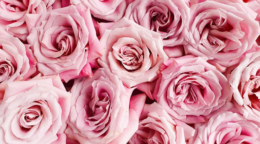 Buy flowers in bulk 2 Aurora Flower Shop, Same day delivery in GTA. Buy flowers in bulk