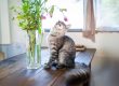 Pet-Safe Flowers. Aurora Flower Shop, Same day delivery in GTA.