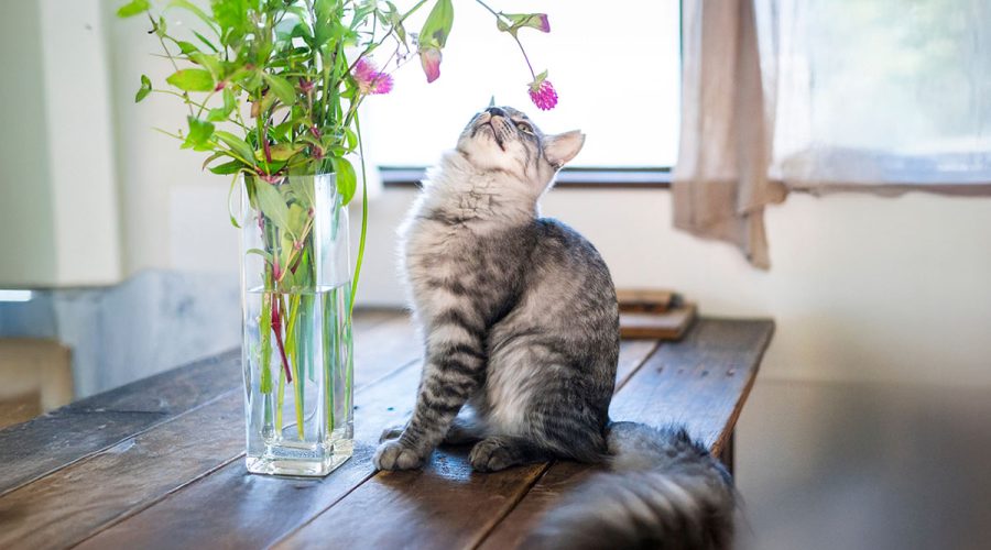 Pet-Safe Flowers. Aurora Flower Shop, Same day delivery in GTA.